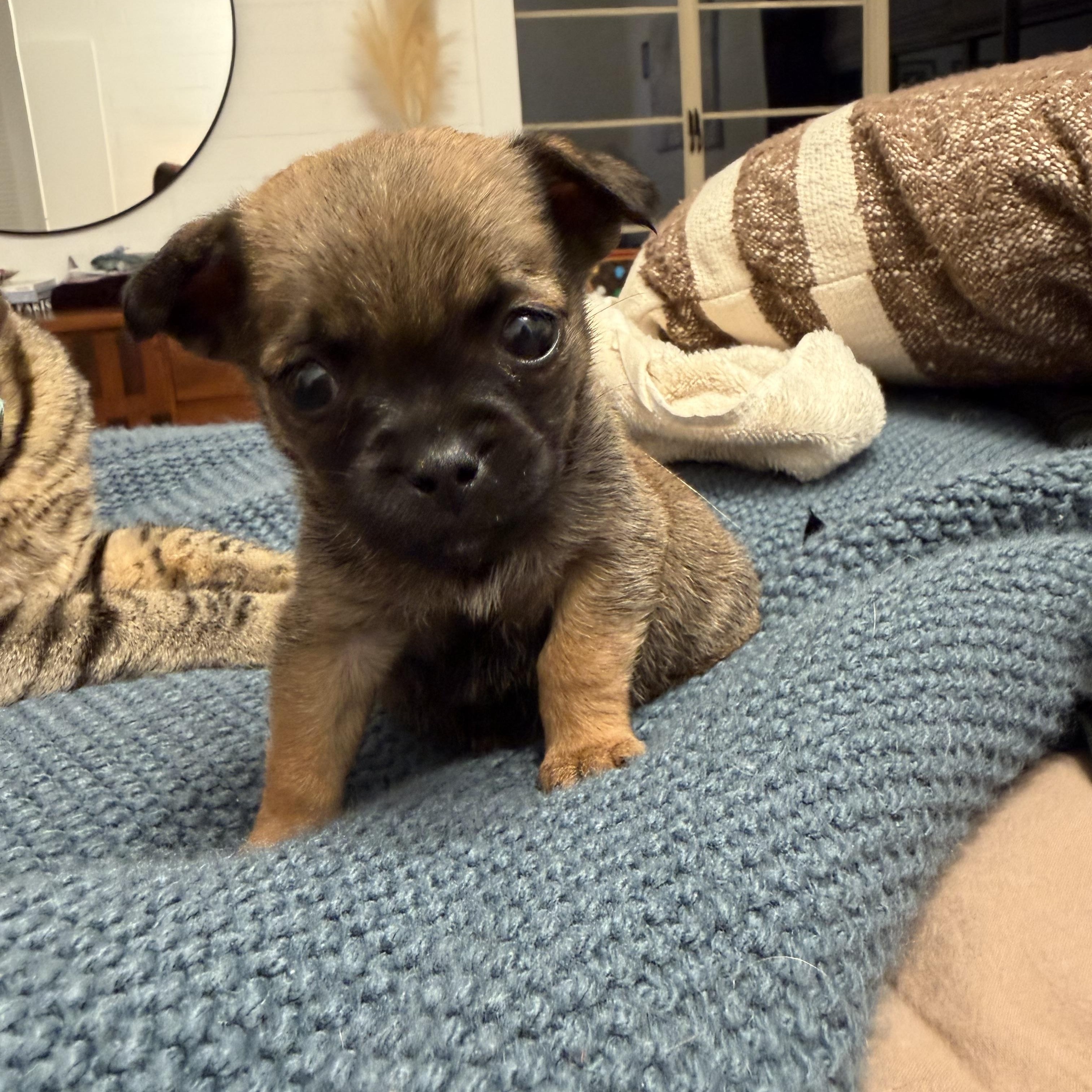 Hazel, ADOPTABLE, Puppy Female Pug & Chihuahua.