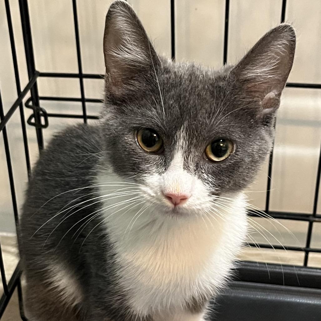 Pearl, Adoptable, Young Female Domestic Short Hair & Siamese.