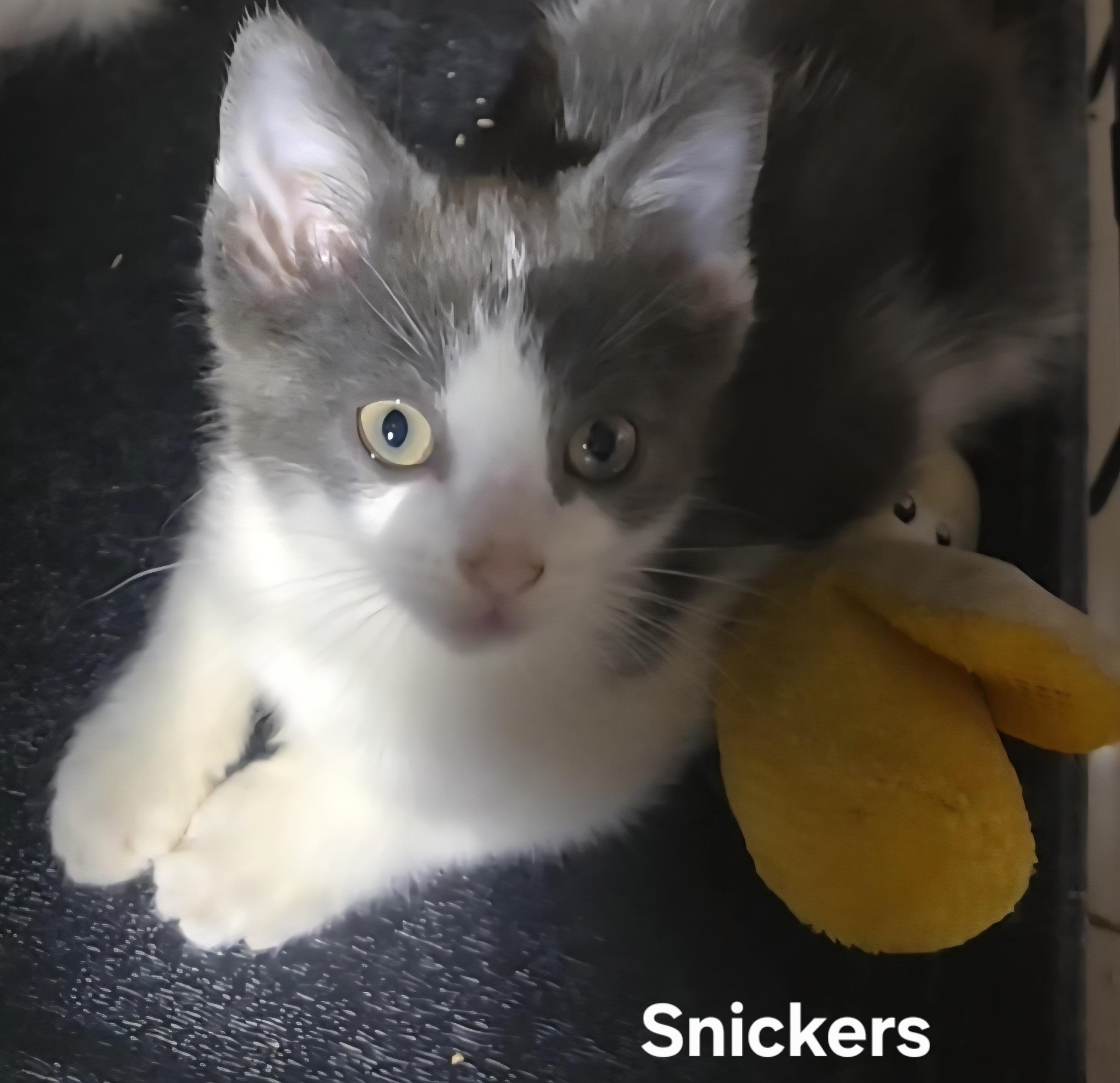 Snickers, Adoptable, Young Male Domestic Short Hair.