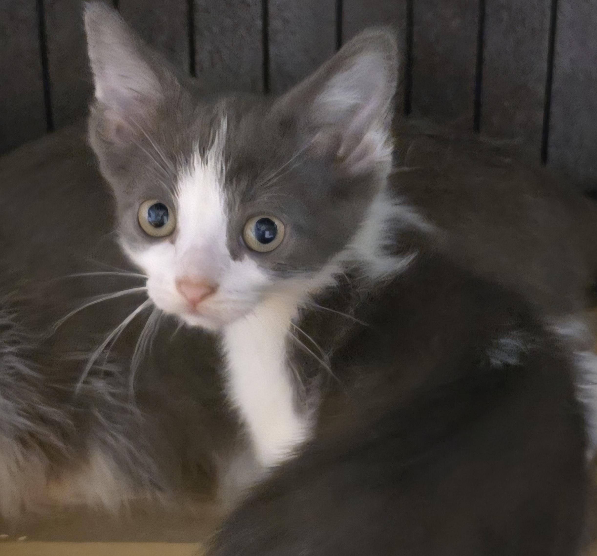 Snickers, a Adoptable Domestic Short Hair in Stevensville, ON image 2/2