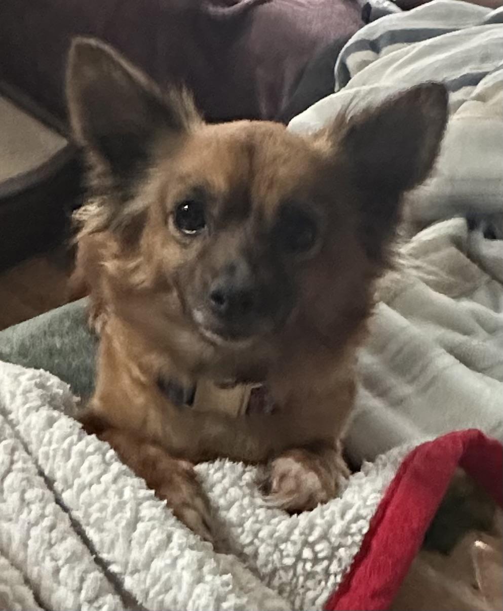 Enlarge Fiona, a ADOPTABLE mixed breed in Silvana, WA image 2/3