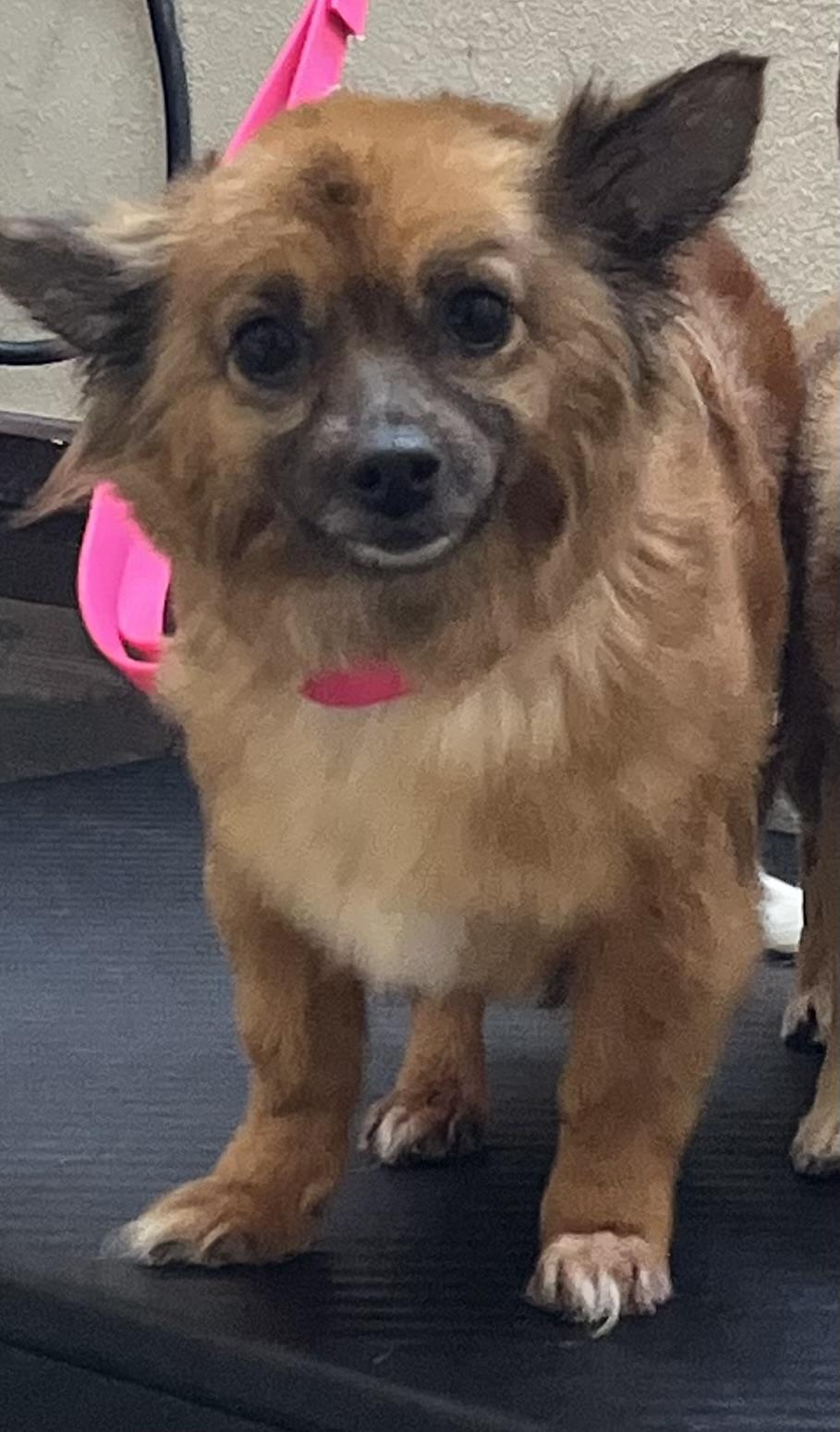 Enlarge Fiona, a ADOPTABLE mixed breed in Silvana, WA image 1/3