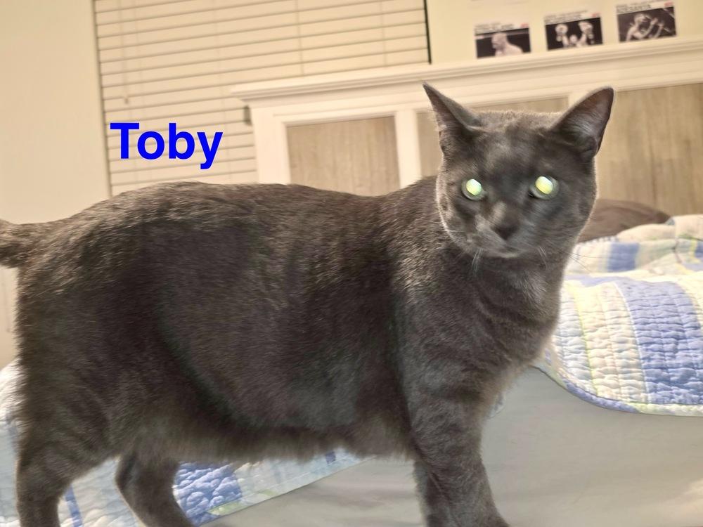 Enlarge Toby, a Adoptable mixed breed in Fern Park, FL image 1/2