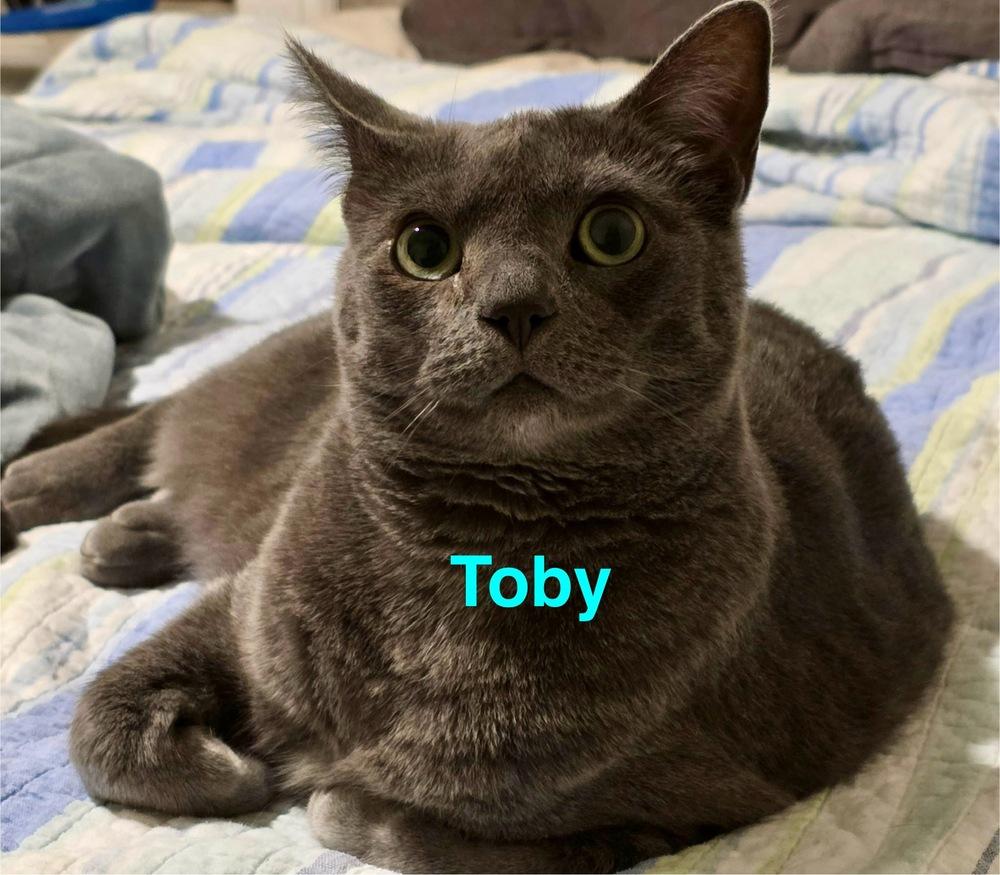 Enlarge Toby, a Adoptable mixed breed in Fern Park, FL image 2/2