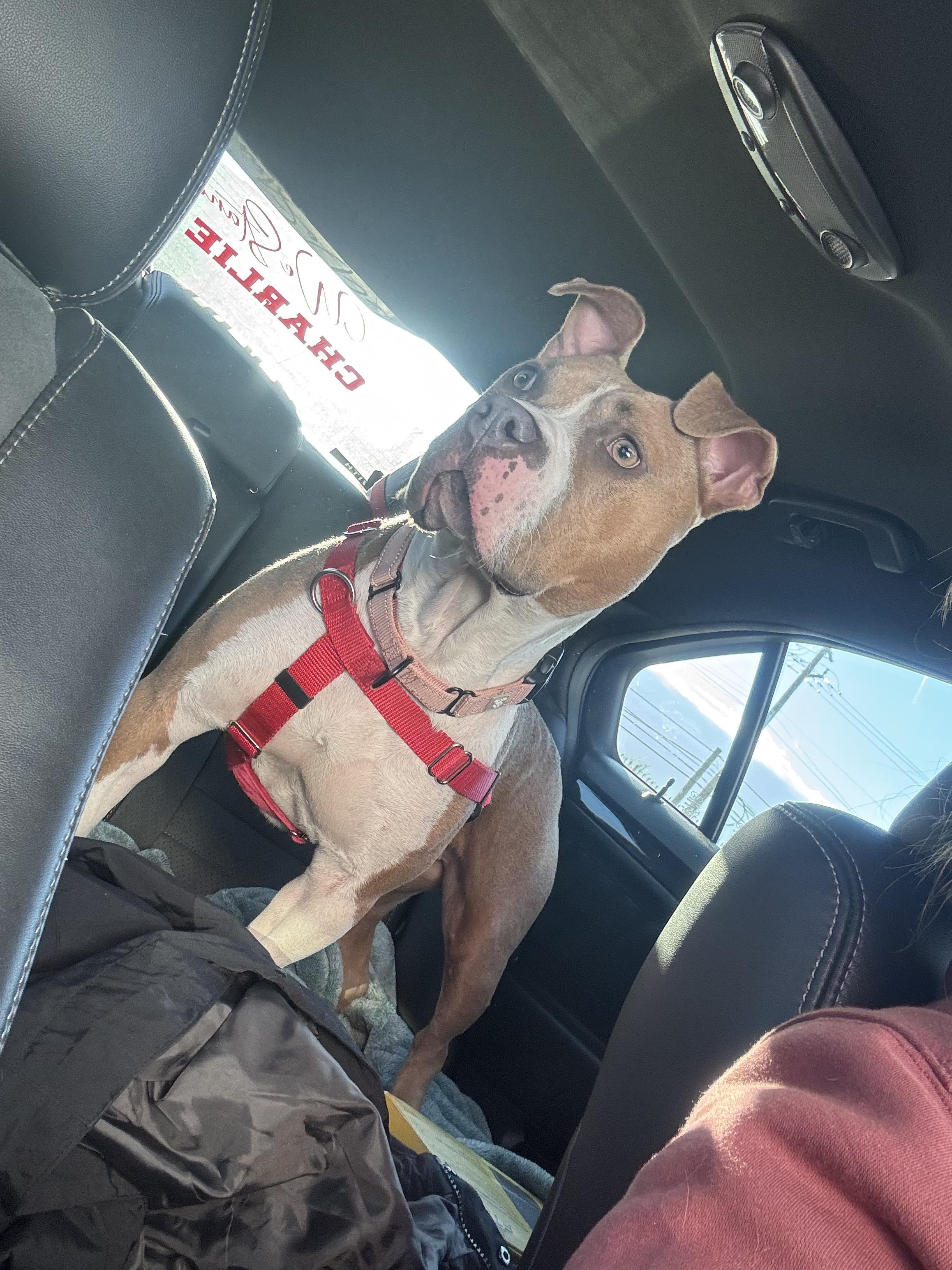 Lotic, Adopted, Adult Female American Bulldog & English Bulldog.