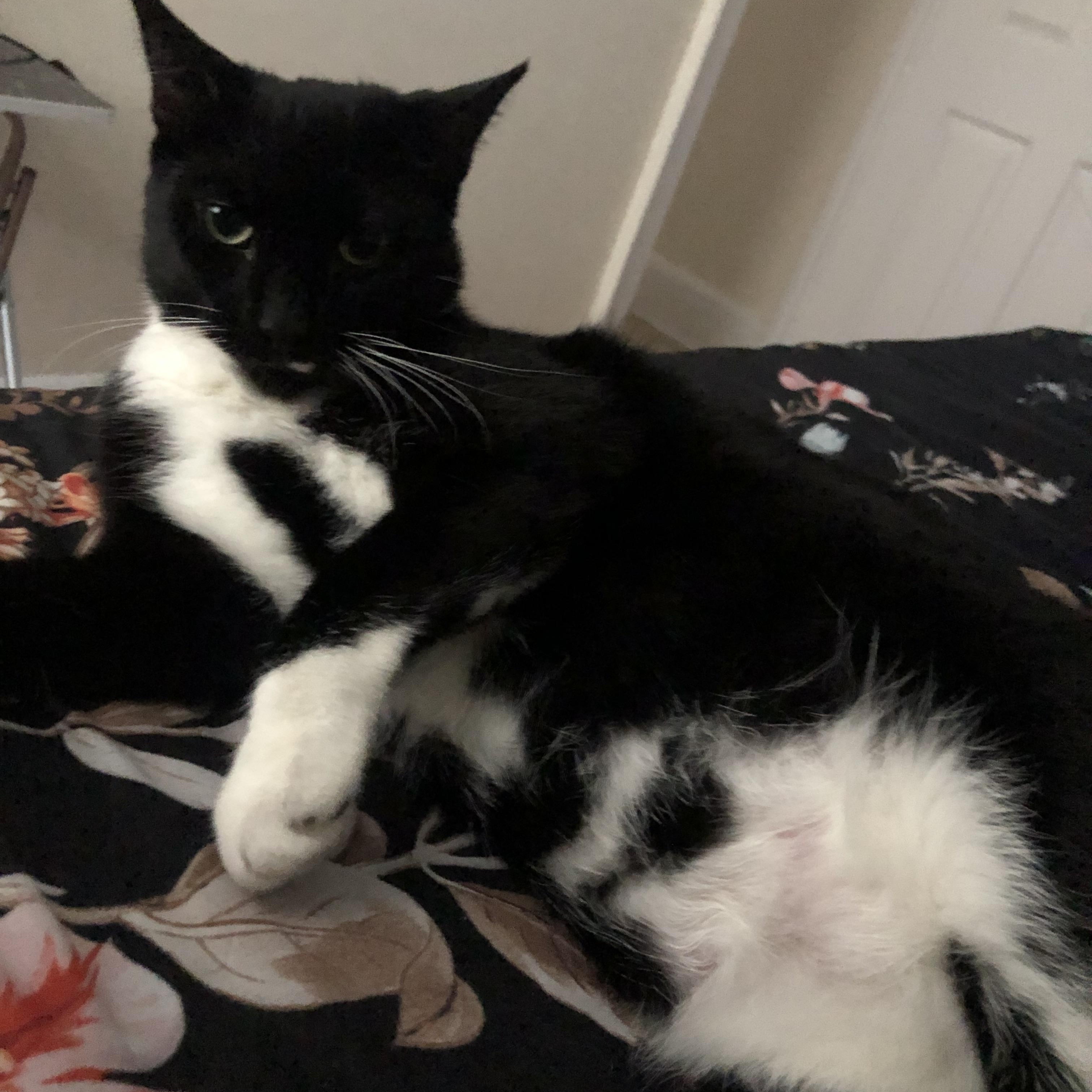 Enlarge Jewels, a ADOPTABLE Tuxedo in Bayonne, NJ image 2/5