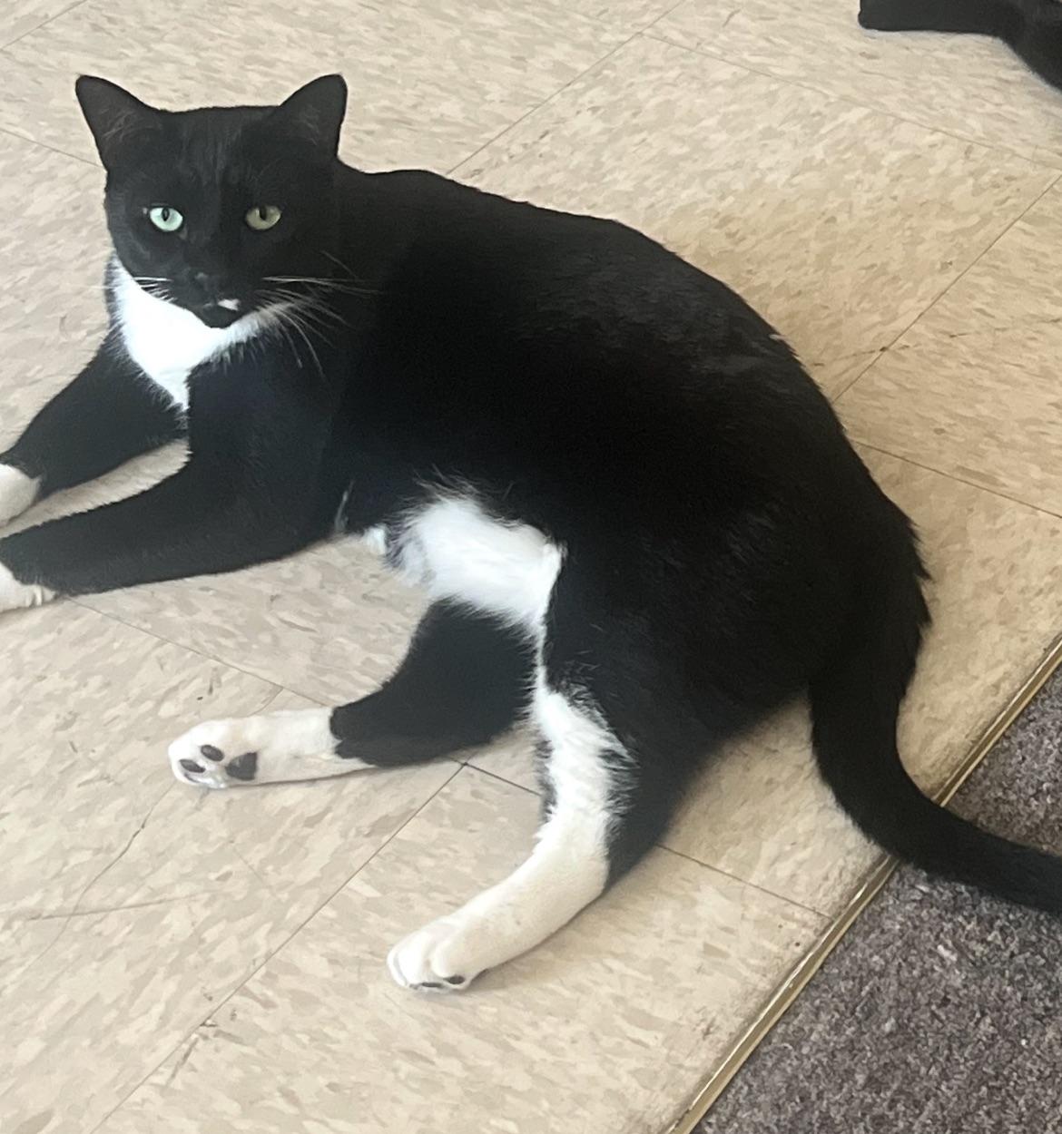 Enlarge Jewels, a ADOPTABLE Tuxedo in Bayonne, NJ image 1/5
