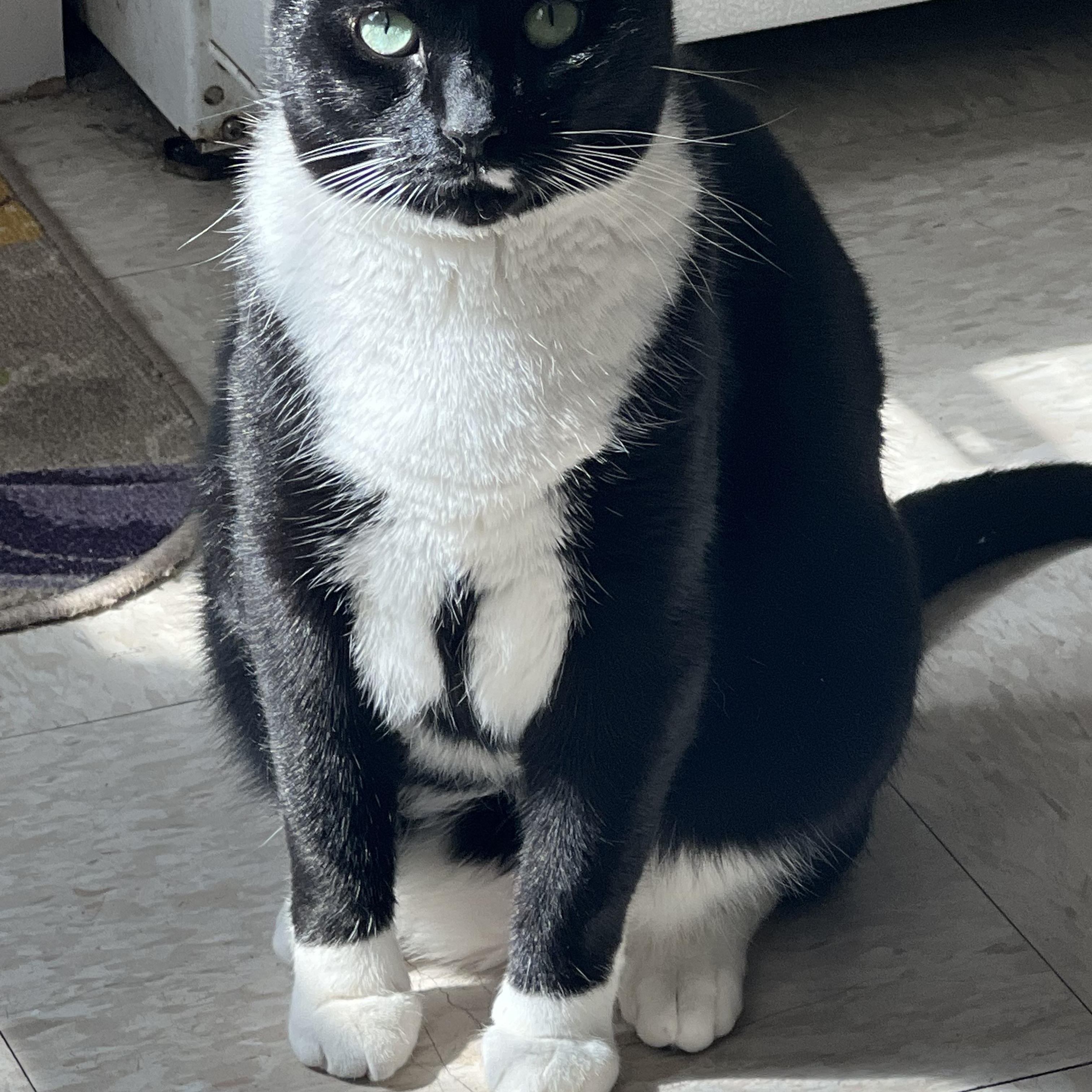 Enlarge Jewels, a ADOPTABLE Tuxedo in Bayonne, NJ image 4/5