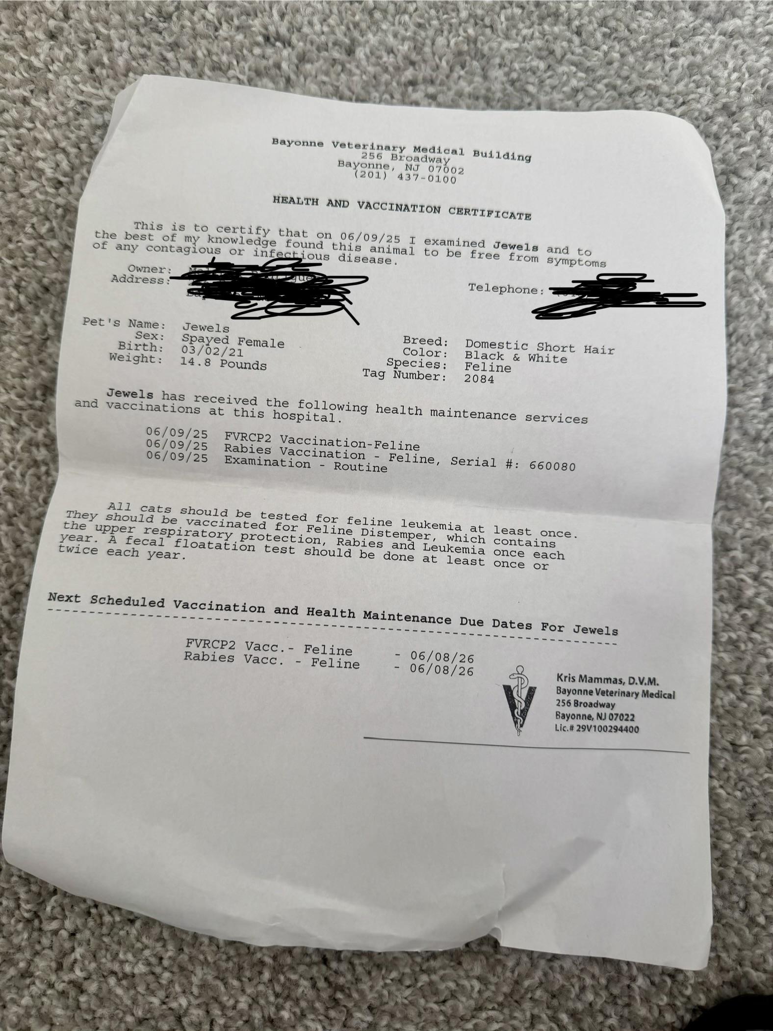 Enlarge Jewels, a ADOPTABLE Tuxedo in Bayonne, NJ image 5/5