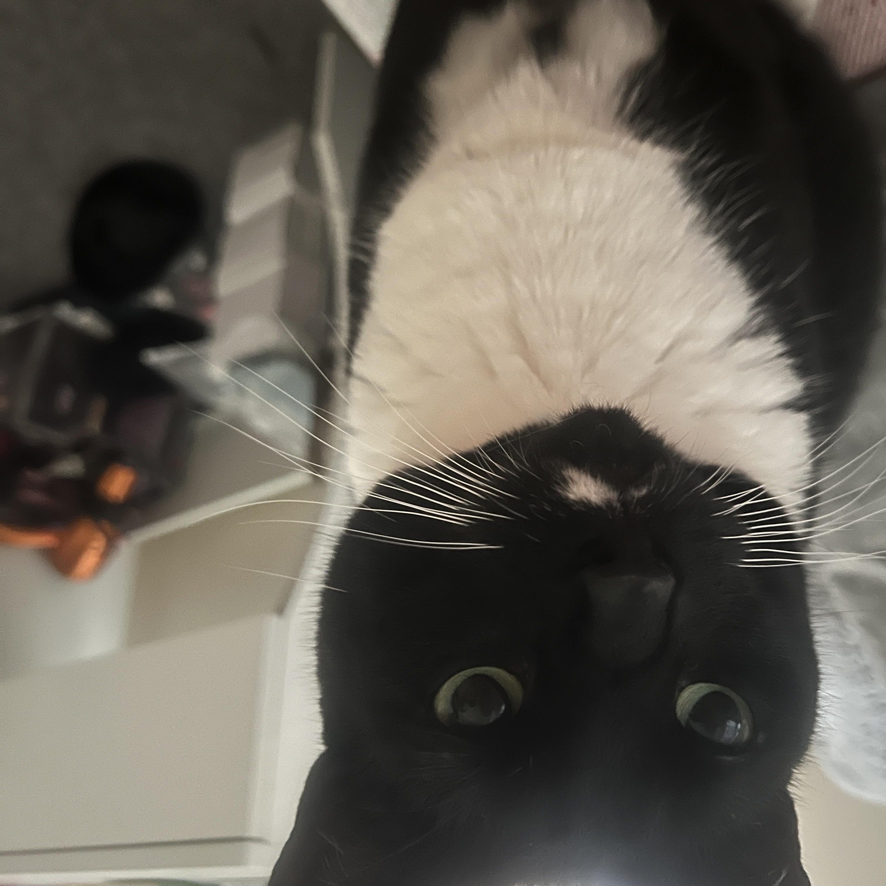 Enlarge Jewels, a ADOPTABLE Tuxedo in Bayonne, NJ image 3/5