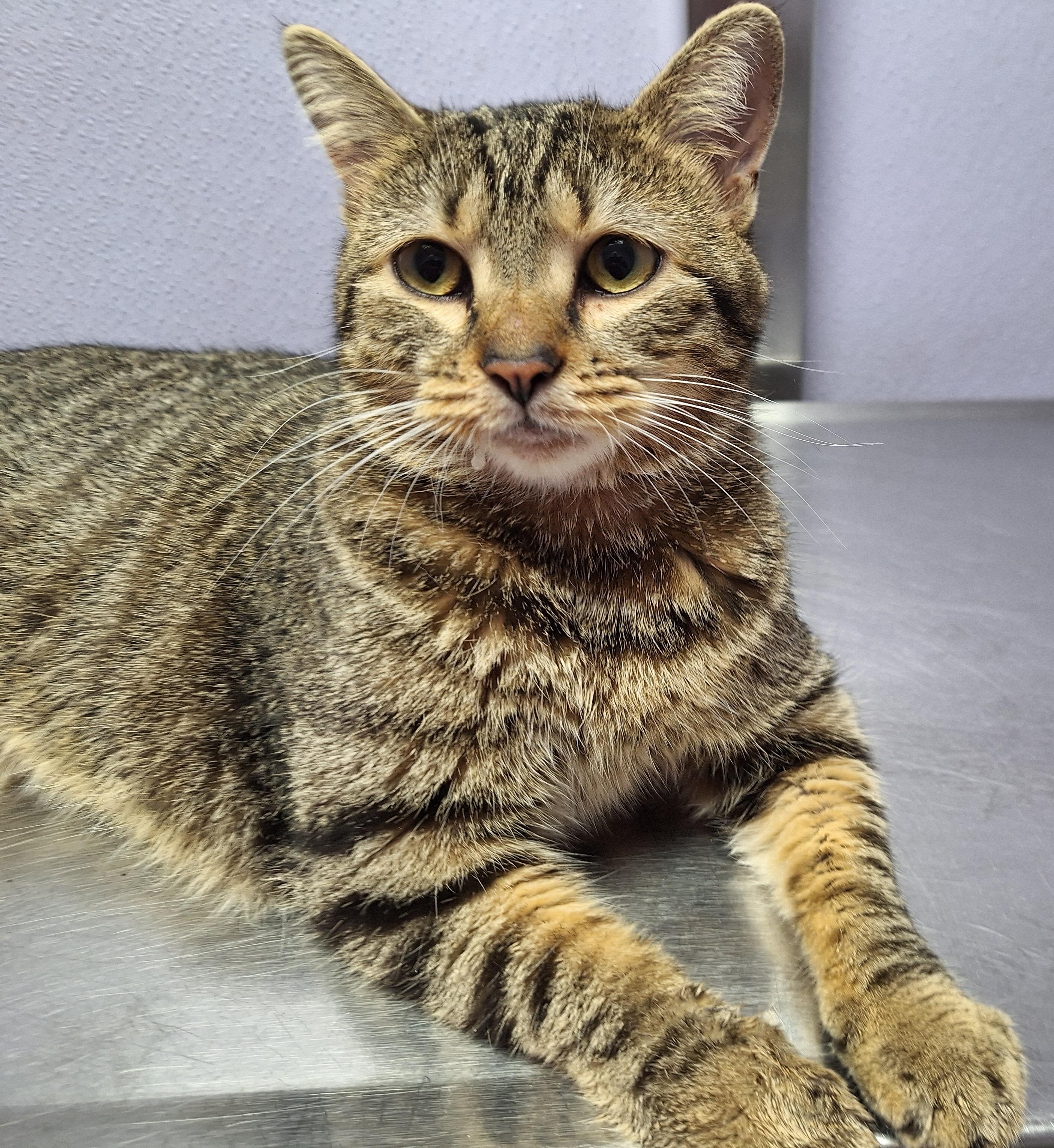 Enlarge Simone, a Adoptable mixed breed in Baltimore, MD image 1/2