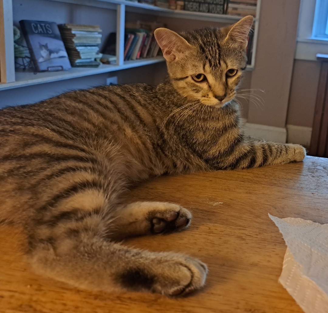 Enlarge Simone, a Adoptable mixed breed in Baltimore, MD image 2/2