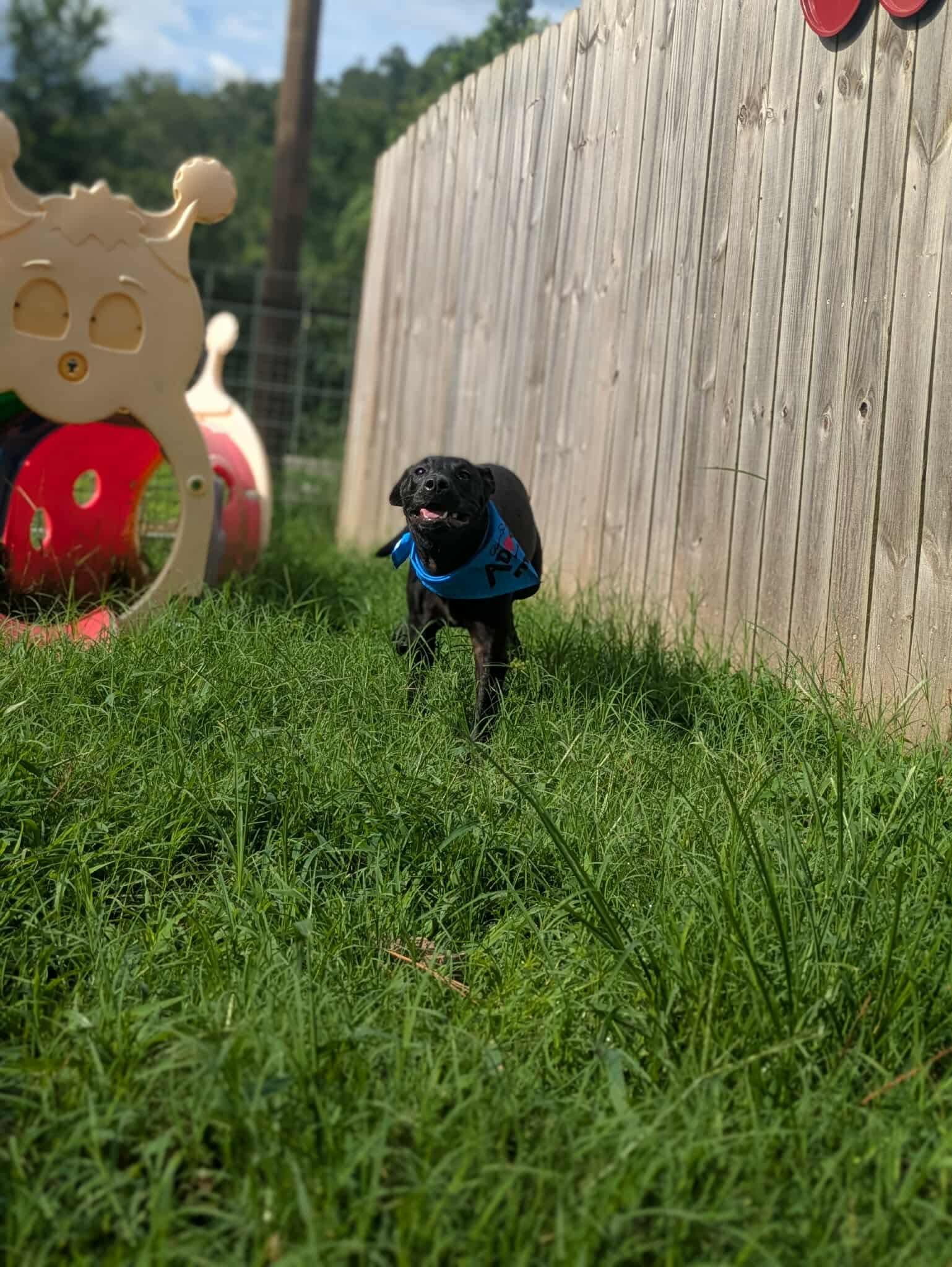 Wilbur, a Adoptable mixed breed in Dover, AR image 2/6