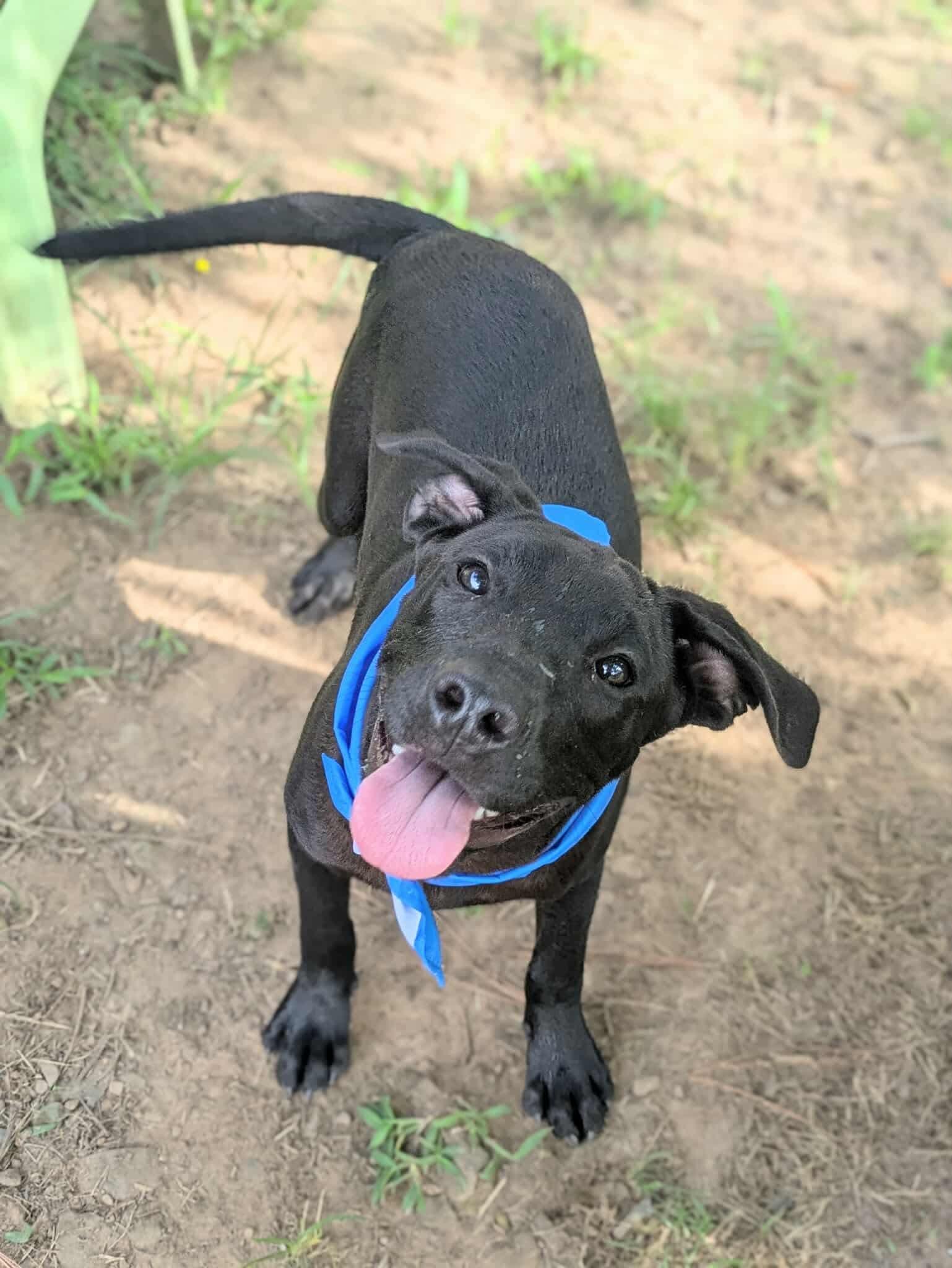 Wilbur, Adoptable, Puppy Male Pit Bull Terrier.