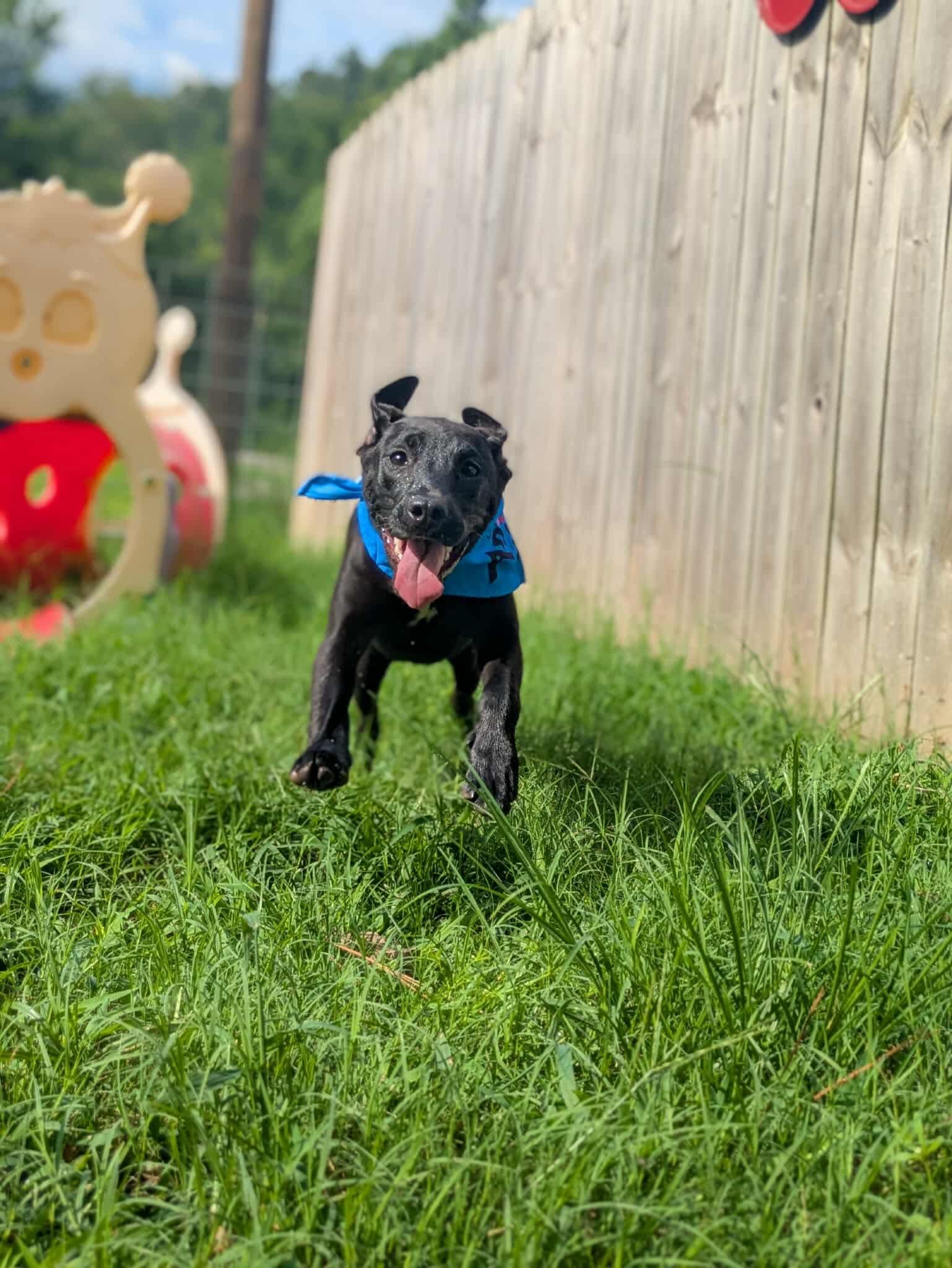 Wilbur, a Adoptable mixed breed in Dover, AR image 3/6