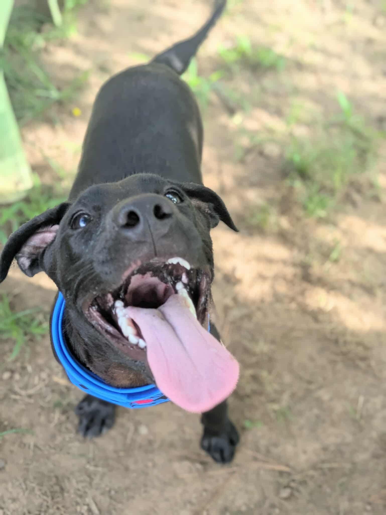 Wilbur, a Adoptable mixed breed in Dover, AR image 4/6