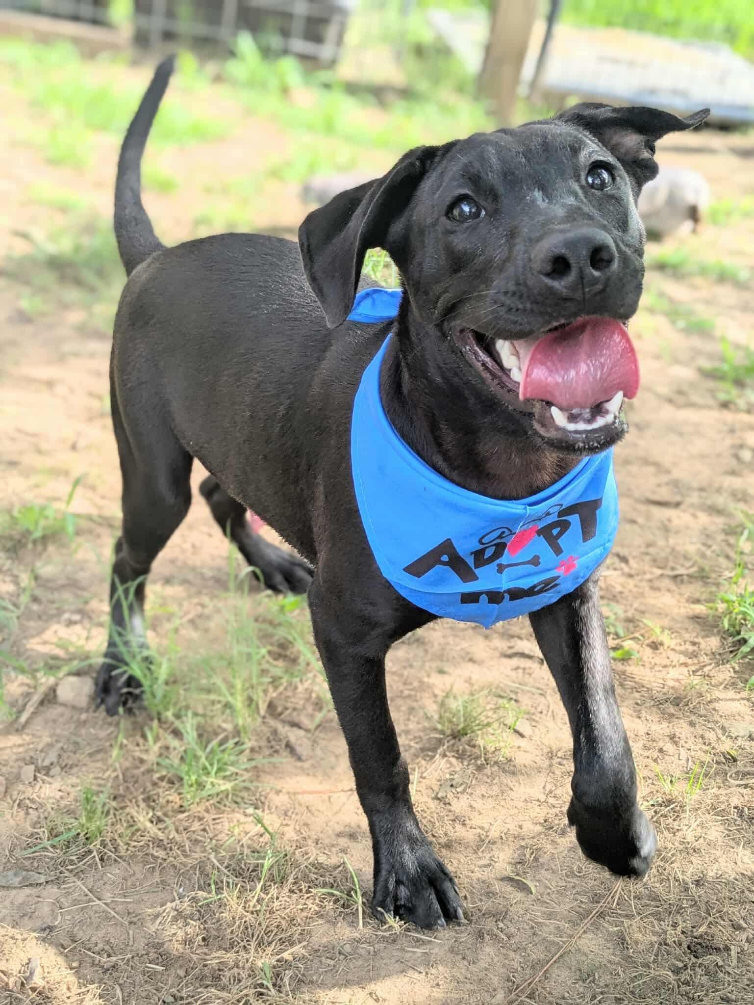 Wilbur, a Adoptable mixed breed in Dover, AR image 5/6