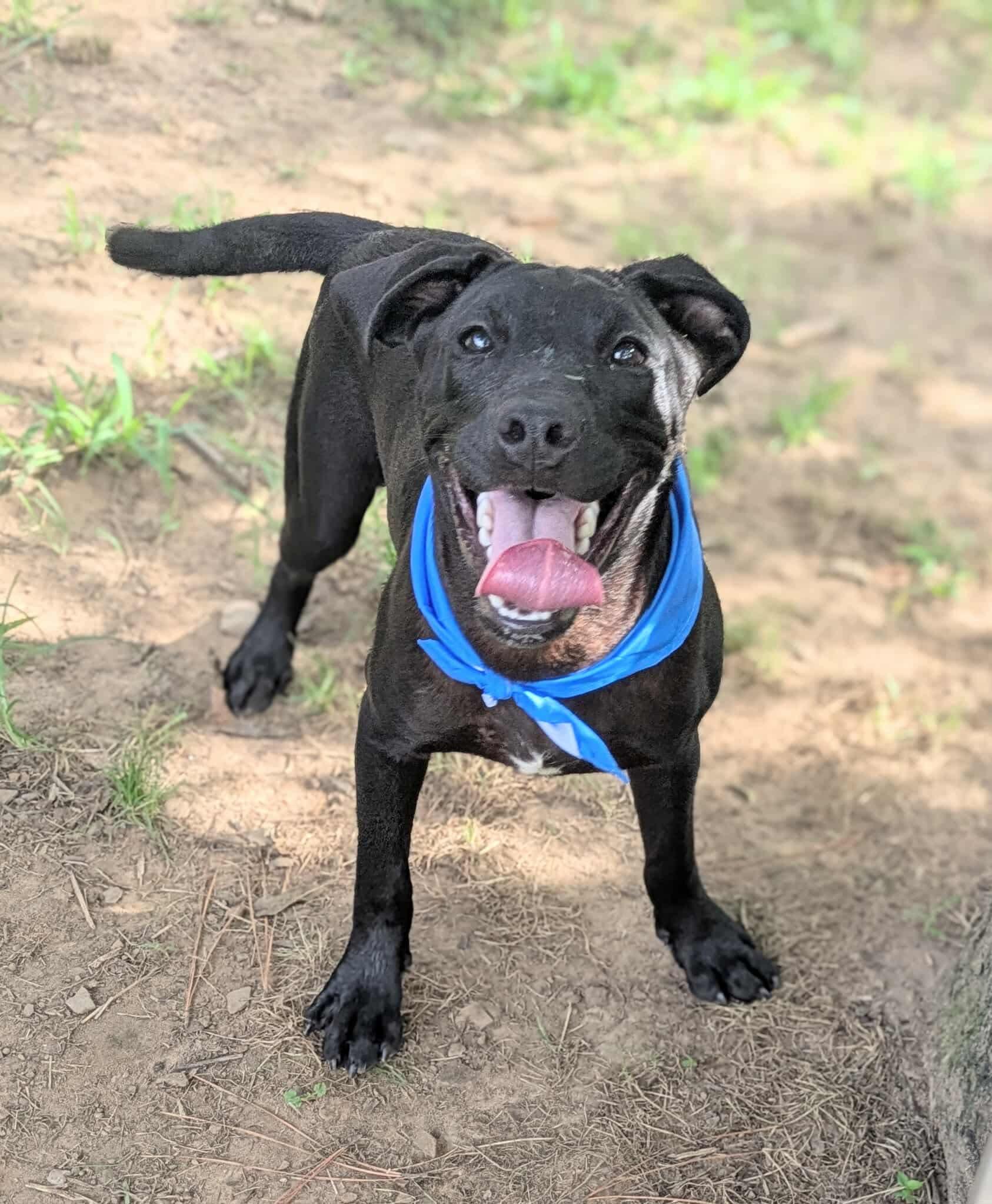 Wilbur, a Adoptable mixed breed in Dover, AR image 6/6