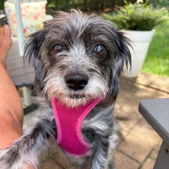 Penny (Bonded to Missy) photo