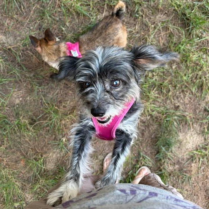 Enlarge Penny (Bonded to Missy), a Adoptable mixed breed in Hillsborough, NC image 2/6
