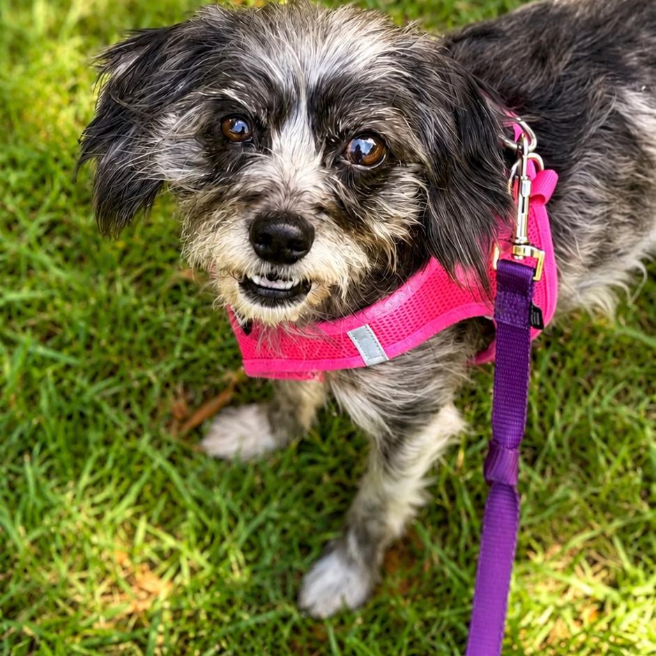 Enlarge Penny (Bonded to Missy), a Adoptable mixed breed in Hillsborough, NC image 3/6