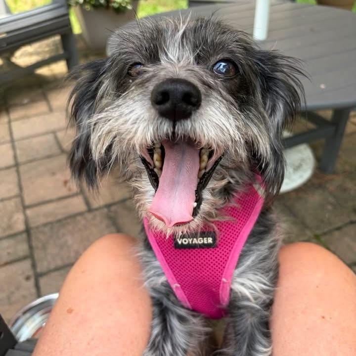Enlarge Penny (Bonded to Missy), a Adoptable mixed breed in Hillsborough, NC image 4/6