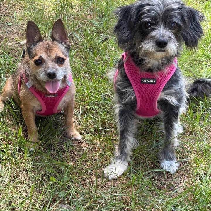 Enlarge Penny (Bonded to Missy), a Adoptable mixed breed in Hillsborough, NC image 5/6
