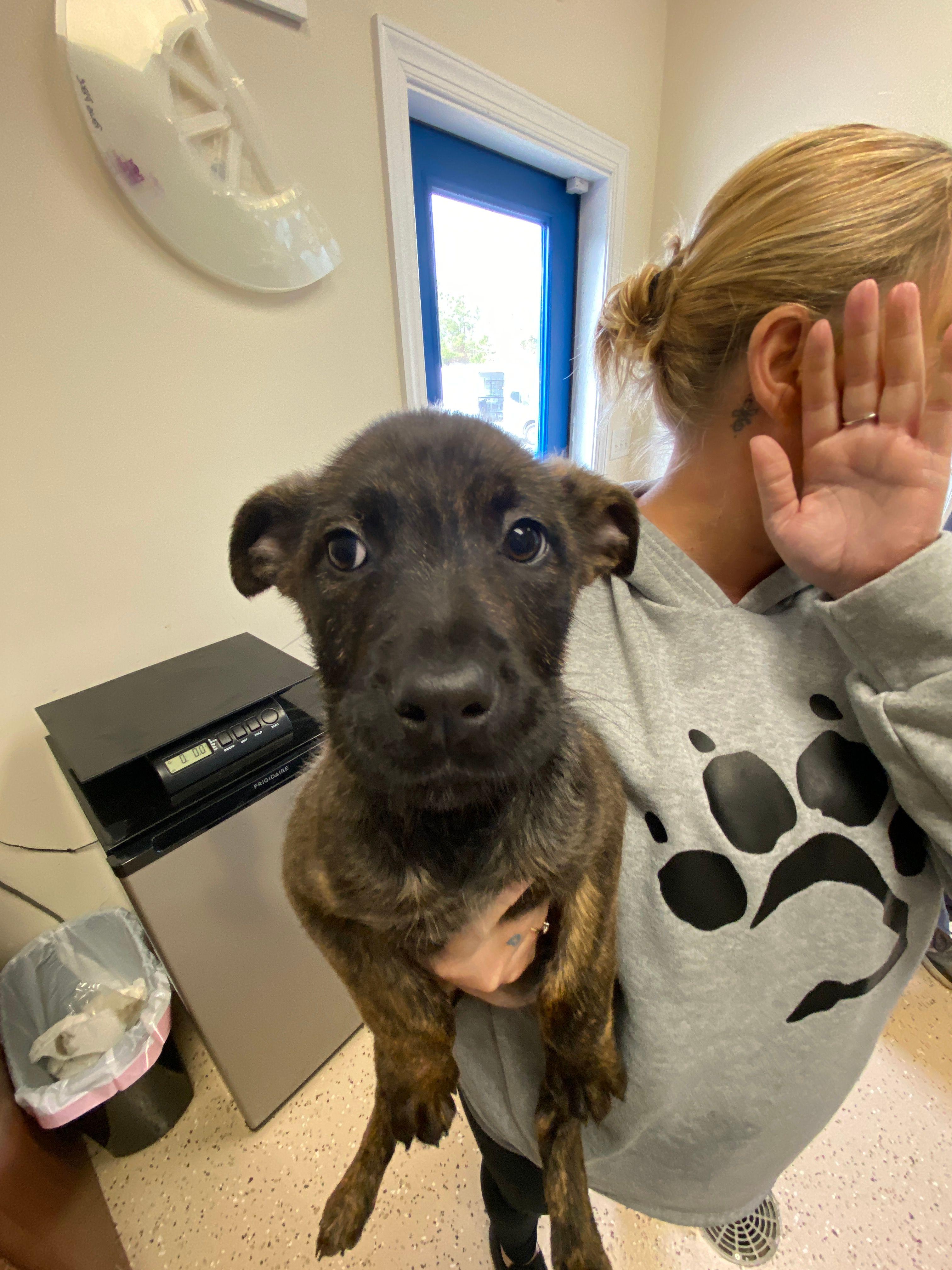 Bumble, Adoptable, Puppy Female Hound & Terrier.