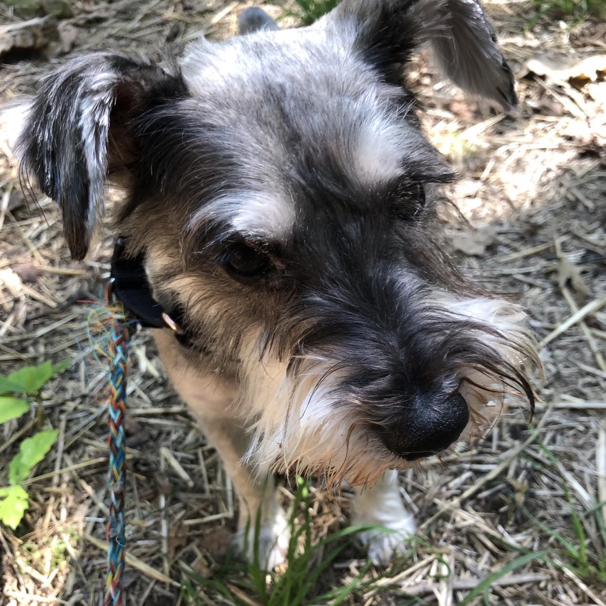Enlarge Buddy - Sponsor me, a Adoptable Miniature Schnauzer in Homer Glen, IL image 4/4