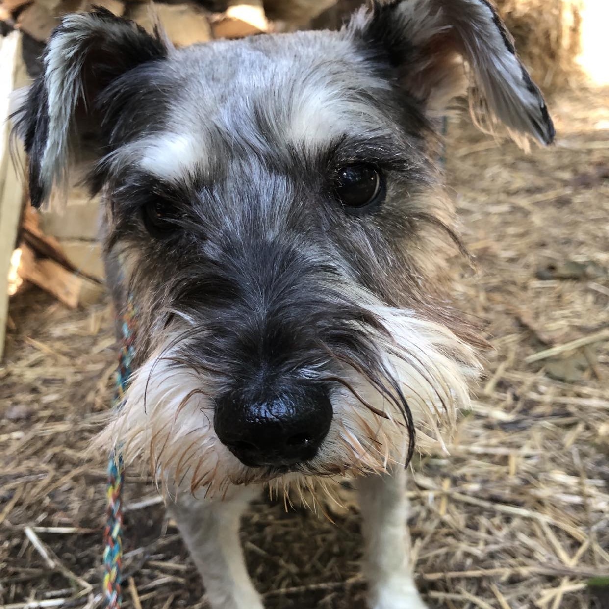 Buddy - Sponsor me, Adoptable, Adult Male Miniature Schnauzer.