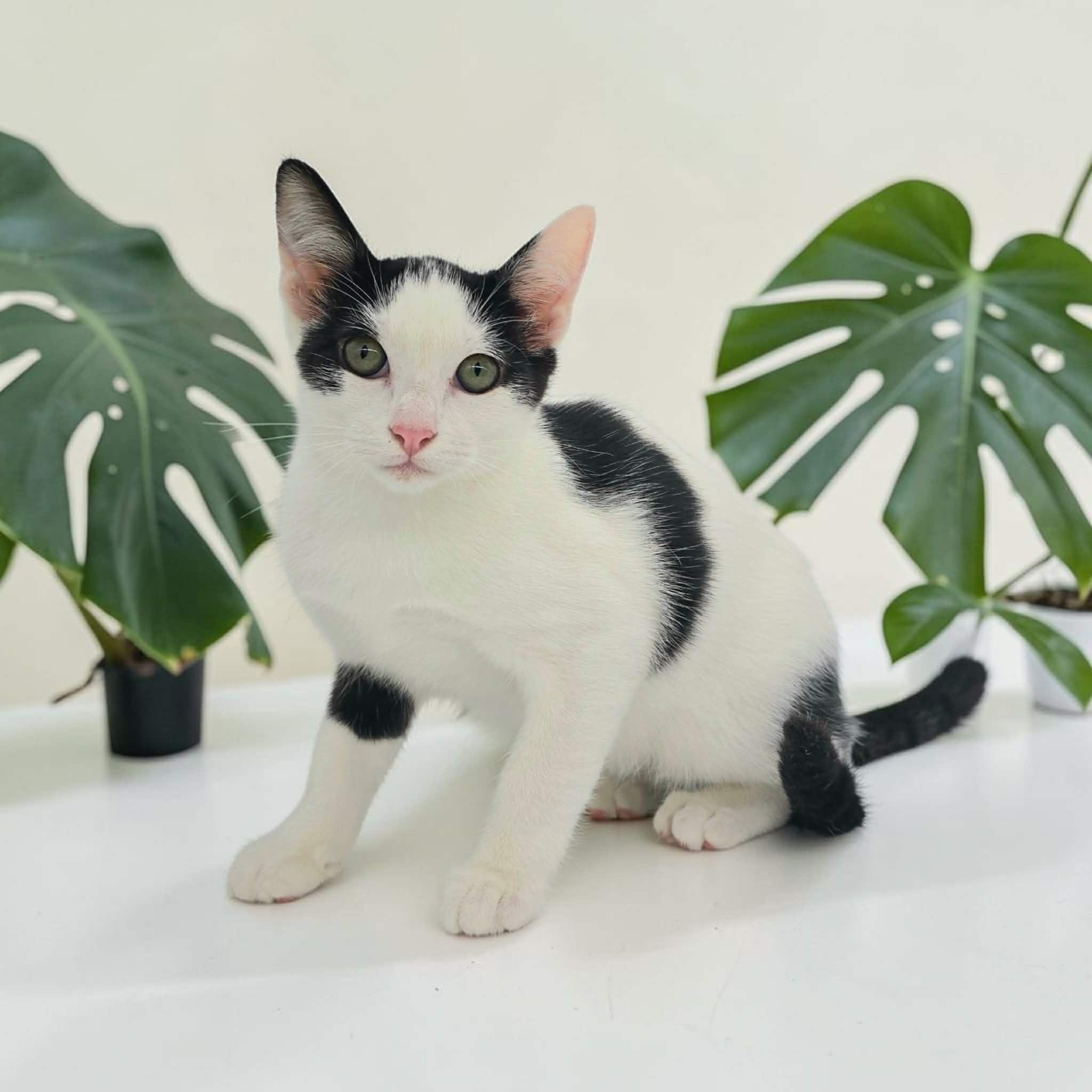 Tommy, a Adoptable Domestic Short Hair in Commerce City, CO image 2/5