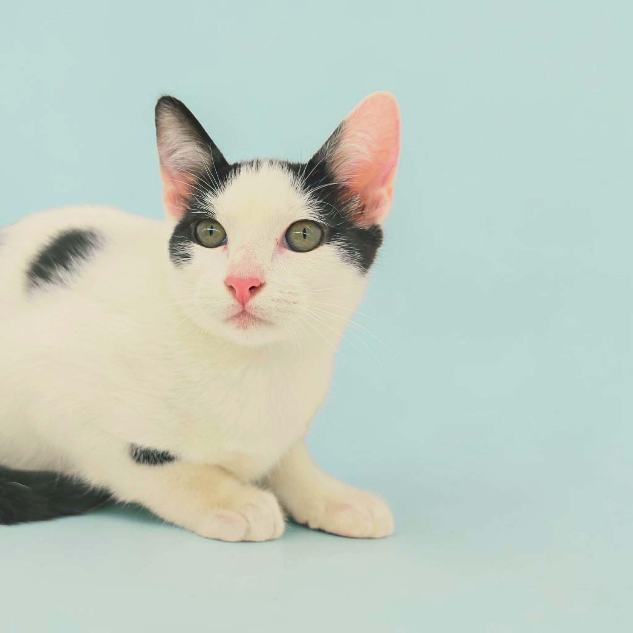 Tommy, a Adoptable Domestic Short Hair in Commerce City, CO image 4/5