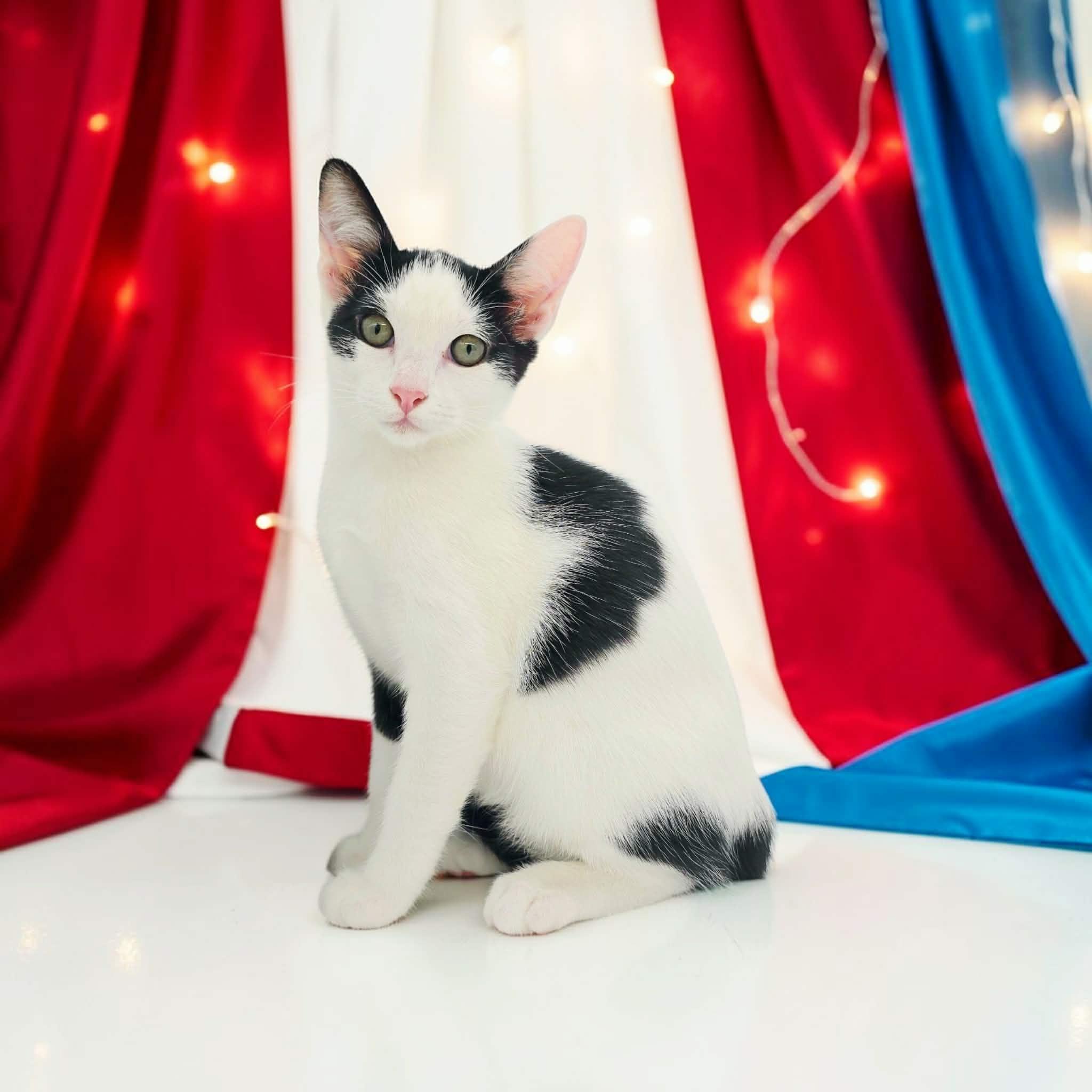 Tommy, a Adoptable Domestic Short Hair in Commerce City, CO image 3/5