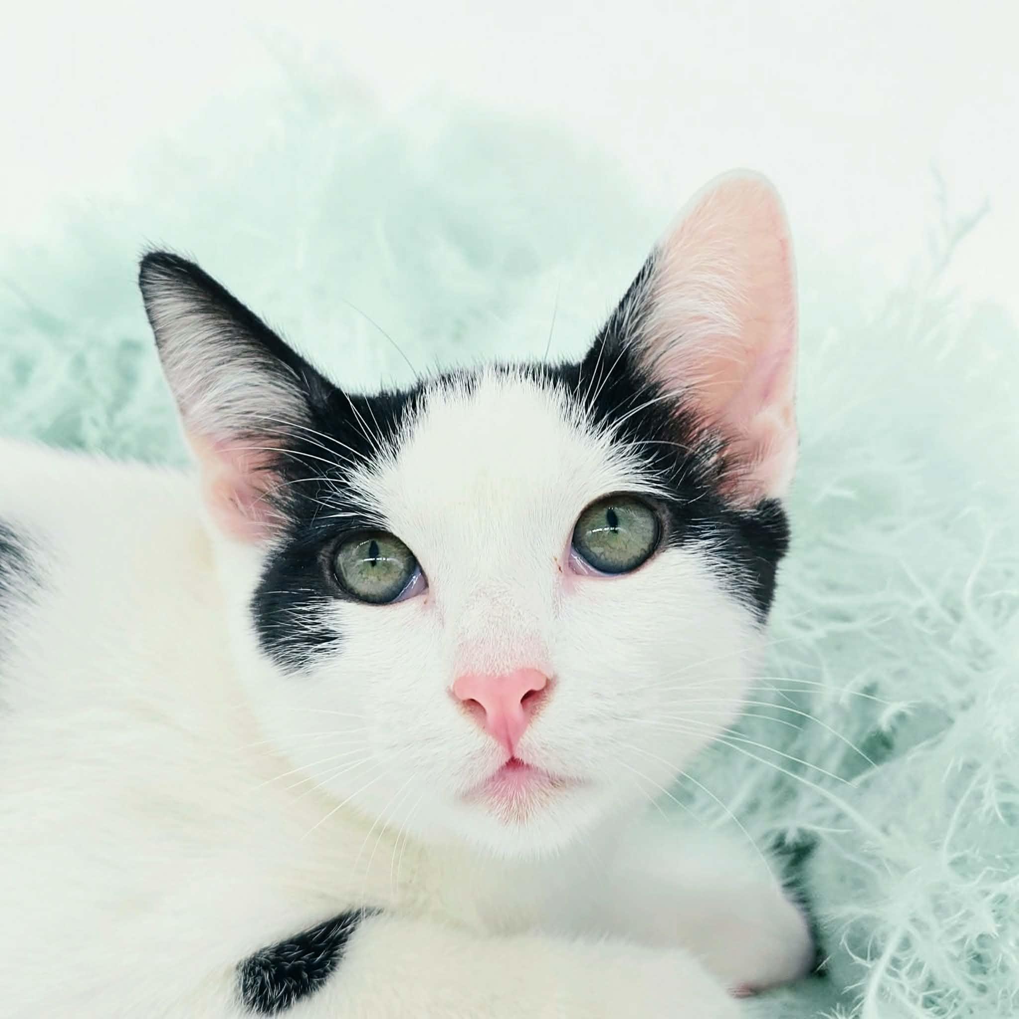 Tommy, a Adoptable Domestic Short Hair in Commerce City, CO image 5/5
