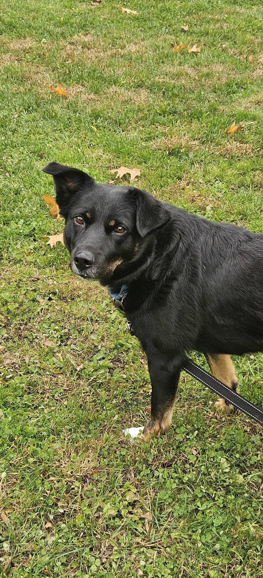 Enlarge Sienna, a ADOPTABLE mixed breed in New Castle, PA image 3/4