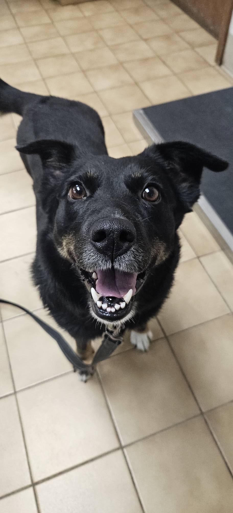 Enlarge Sienna, a ADOPTABLE mixed breed in New Castle, PA image 4/4