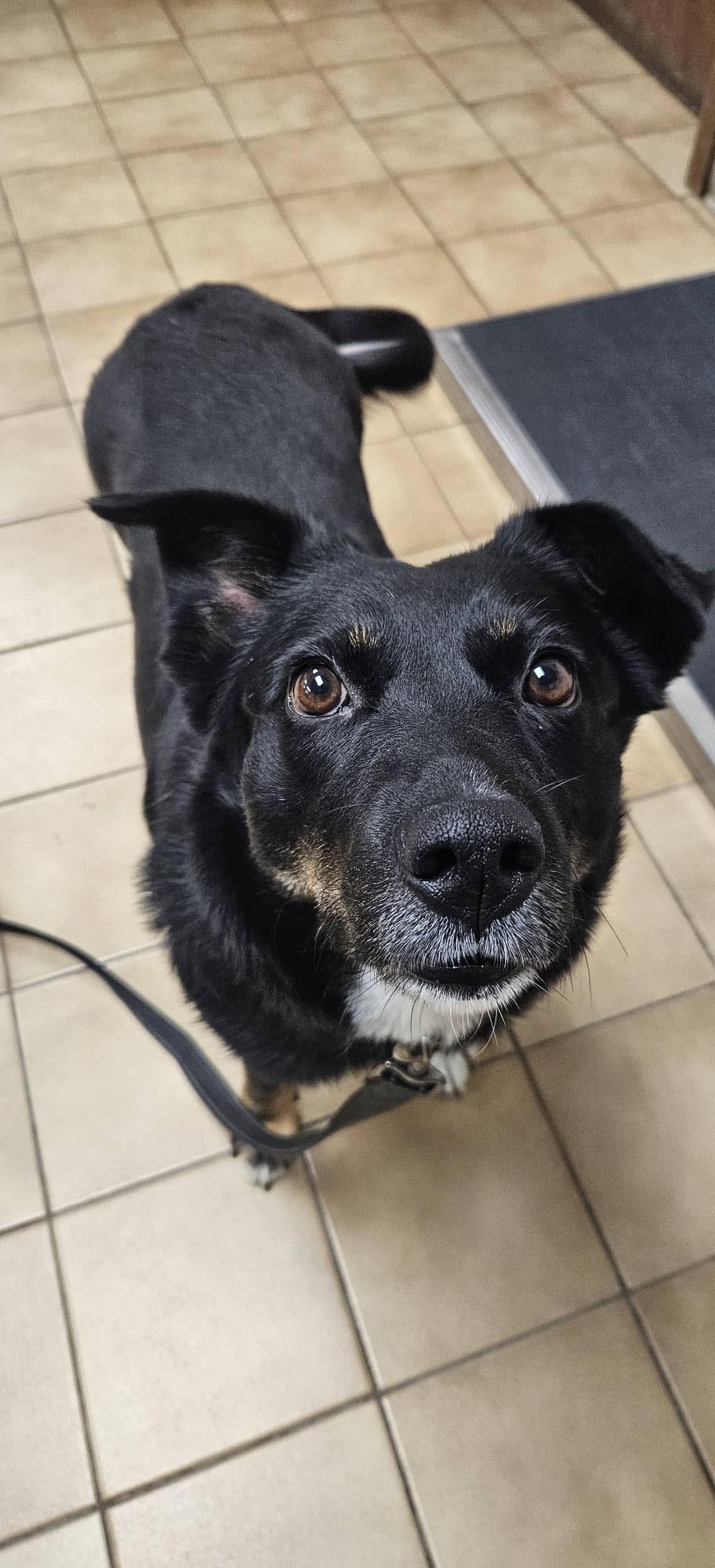 Enlarge Sienna, a ADOPTABLE mixed breed in New Castle, PA image 2/4