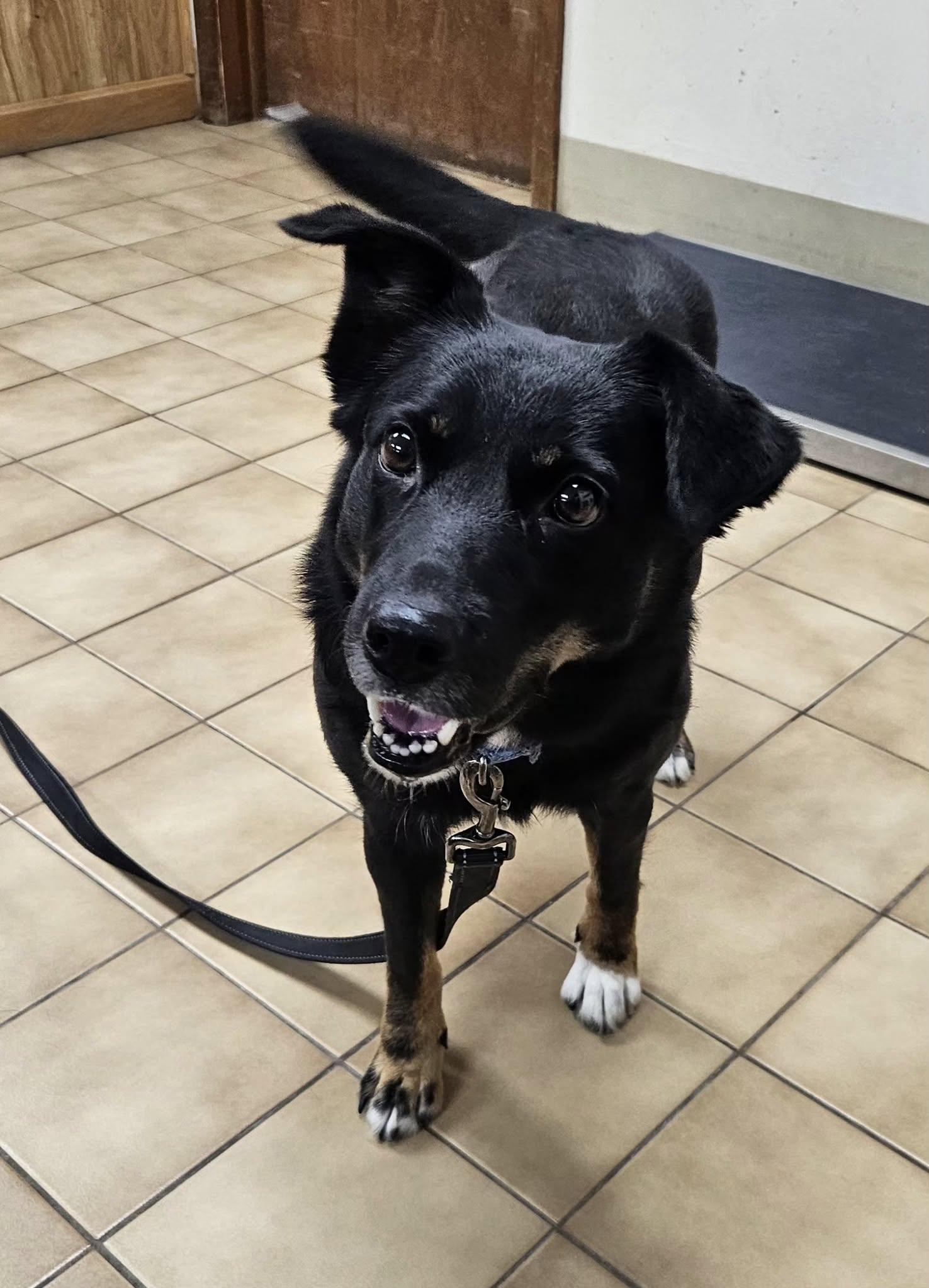 Sienna, ADOPTABLE, Young Female Australian Shepherd.