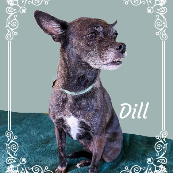 Dill, ADOPTABLE, Senior Male Chihuahua & Pug.