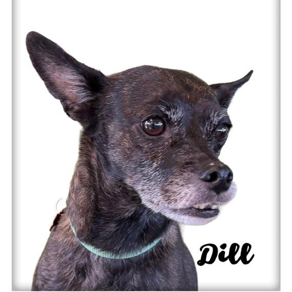 Dill — thumbnail 2