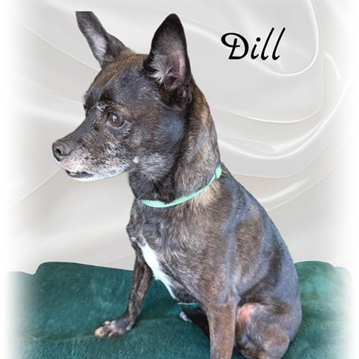 Enlarge Dill, a ADOPTABLE mixed breed in Tulsa, OK image 2/5