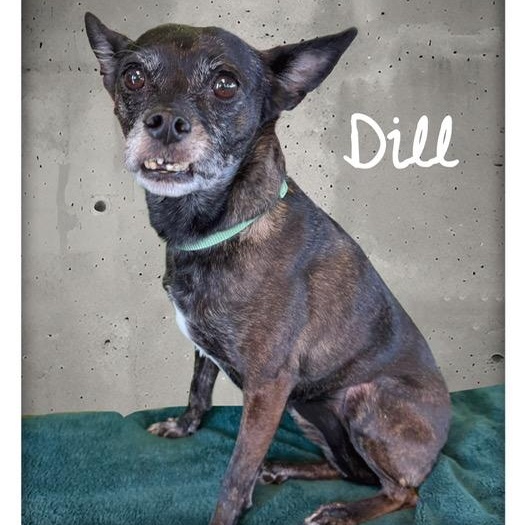 Enlarge Dill, a ADOPTABLE mixed breed in Tulsa, OK image 3/5