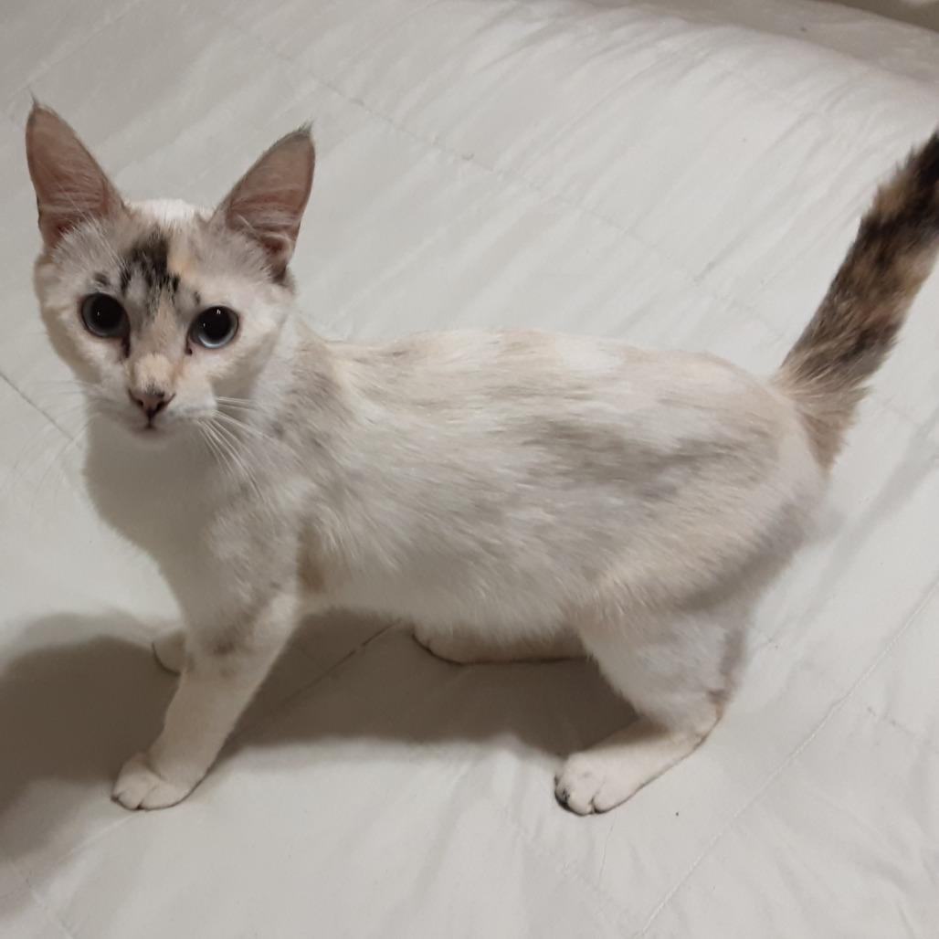 Lexi, Adoptable, Young Female Domestic Short Hair & Siamese.