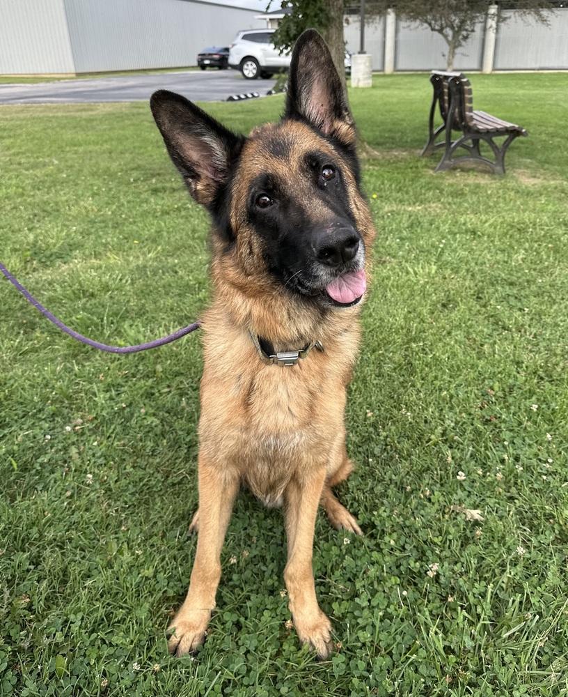 Enlarge Legion, a Adopted German Shepherd Dog in Evansville, IN image 1/5