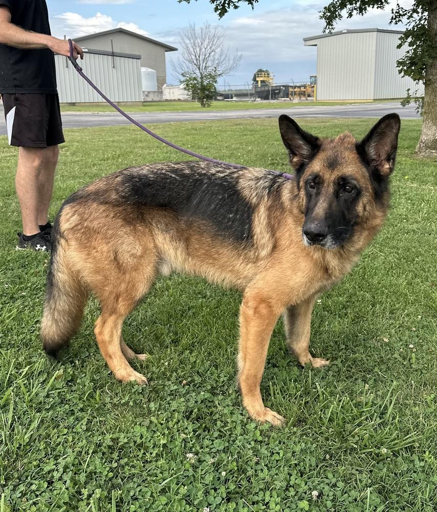 Enlarge Legion, a Adopted German Shepherd Dog in Evansville, IN image 2/5