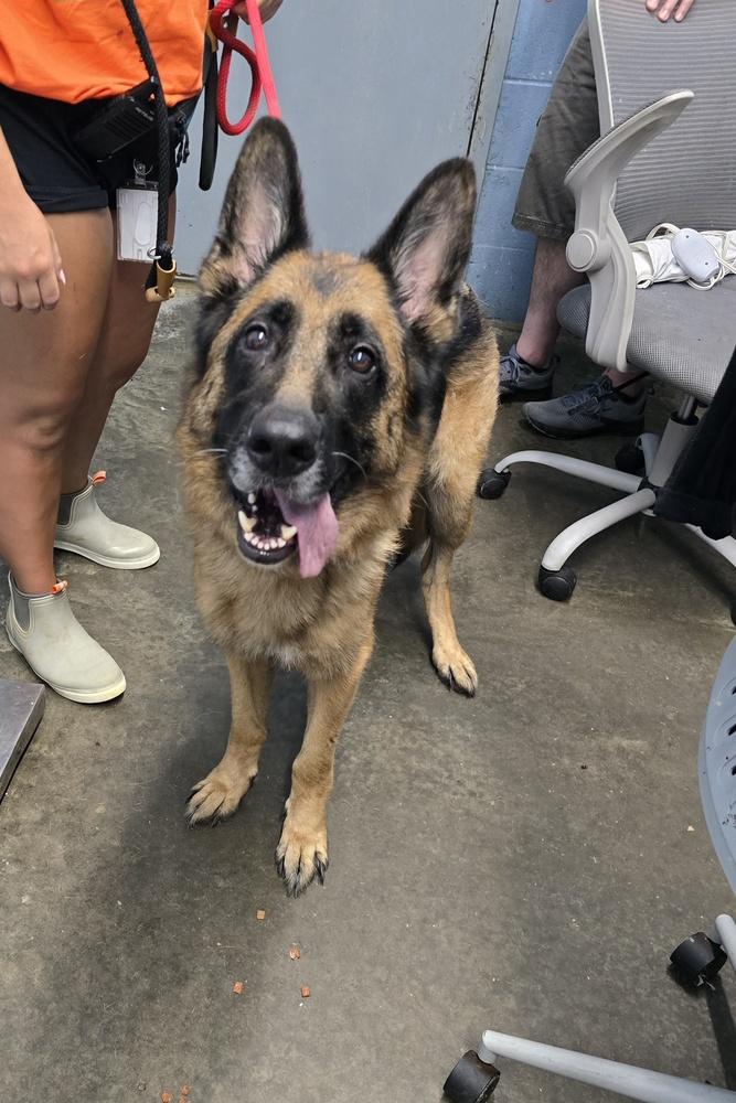 Enlarge Legion, a Adopted German Shepherd Dog in Evansville, IN image 3/5