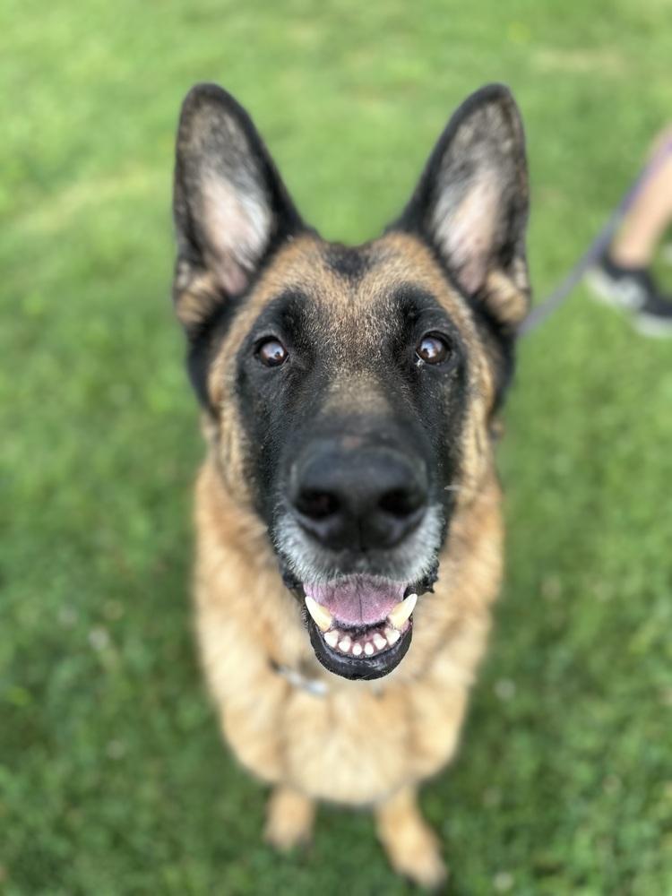 Enlarge Legion, a Adopted German Shepherd Dog in Evansville, IN image 4/5