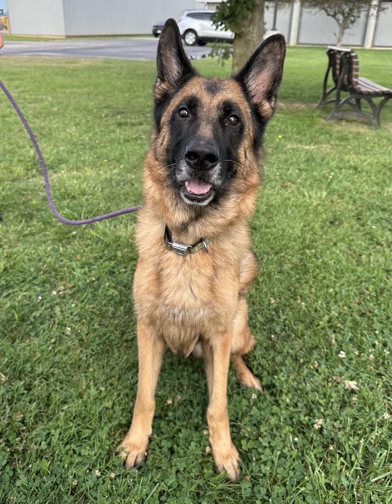 Enlarge Legion, a Adopted German Shepherd Dog in Evansville, IN image 5/5