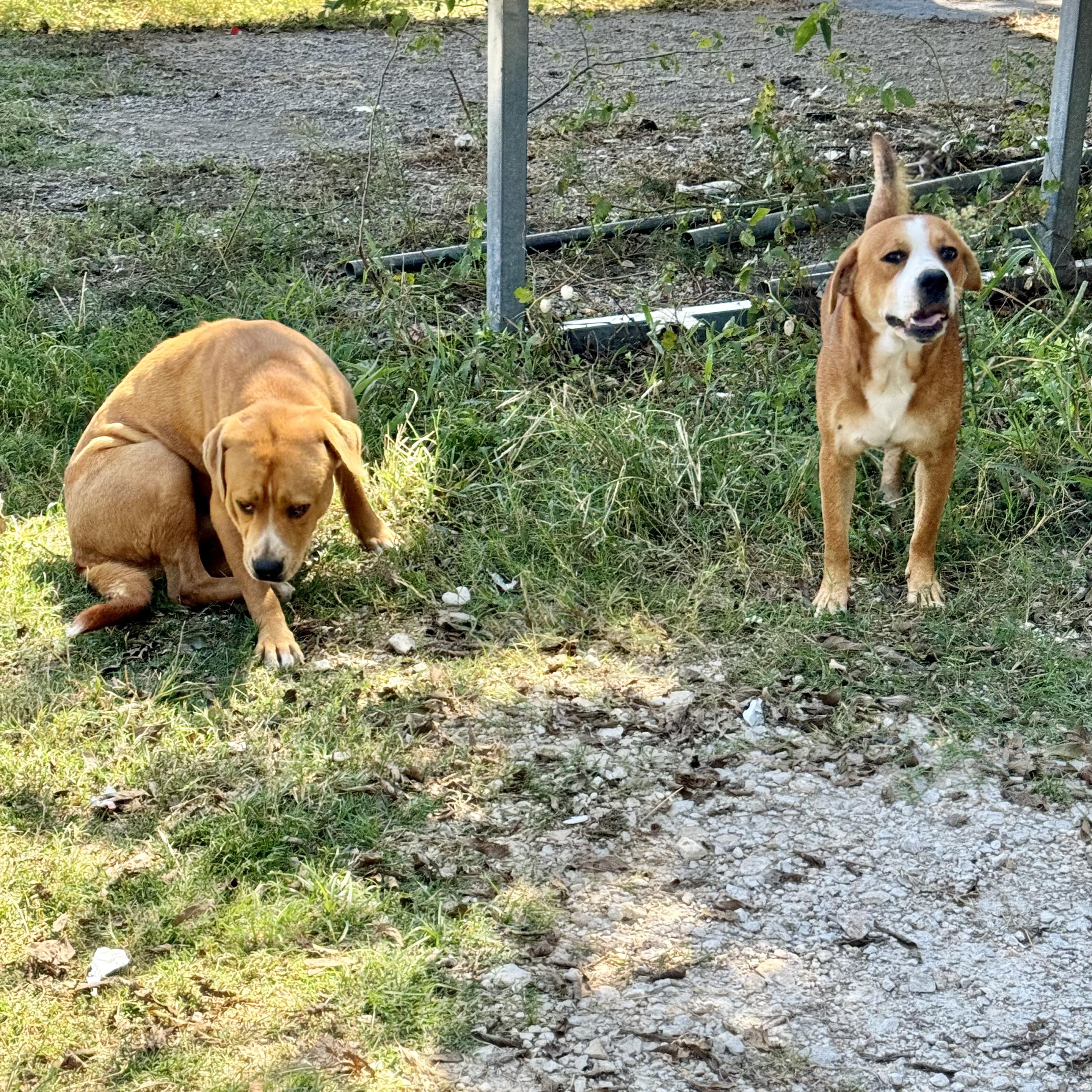 Dog for adoption Stetson, a Retriever Mix in Oakdale, PA Petfinder