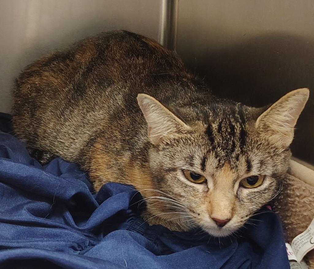 Momma Daphne, Adoptable, Young Female Domestic Short Hair.